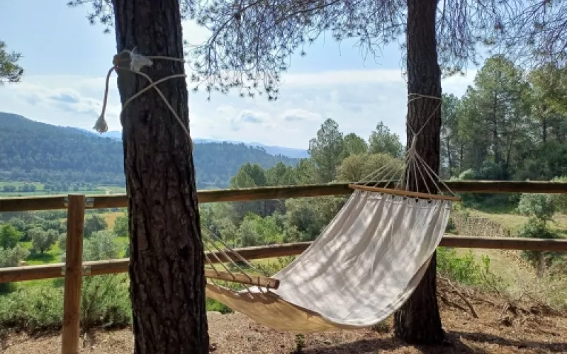 Descubre la cultura del aceite de oliva en Barcelona