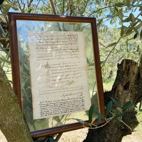 Olive oil tourism at Obaga de l’Agneta