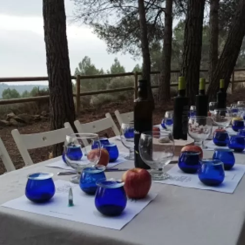 Enjoy olive oil tourism at Obaga de l’Agneta
