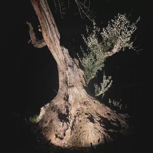 Olive oil tourism and nature in Barcelona