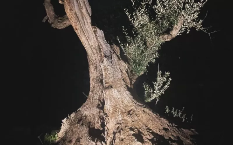 Oleoturismo y naturaleza en Barcelona